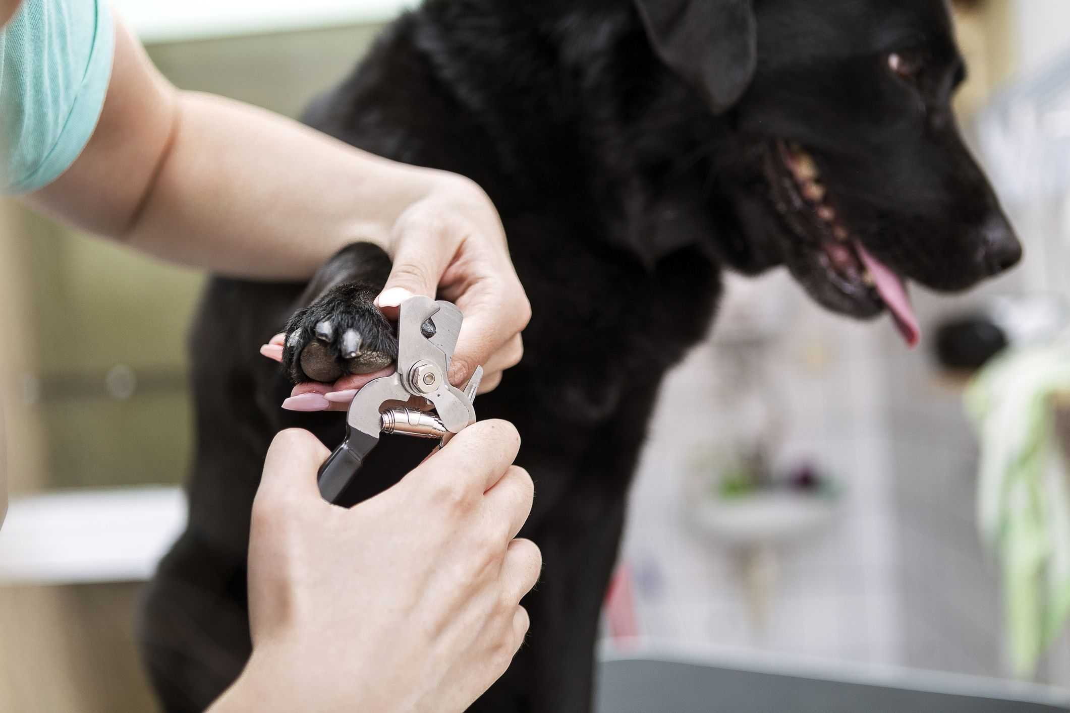 Best Dog Nail Clipper In 2021 Reviews