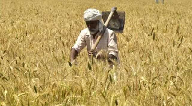 Egypt clears Indian wheat, trade negotiations on with more nations