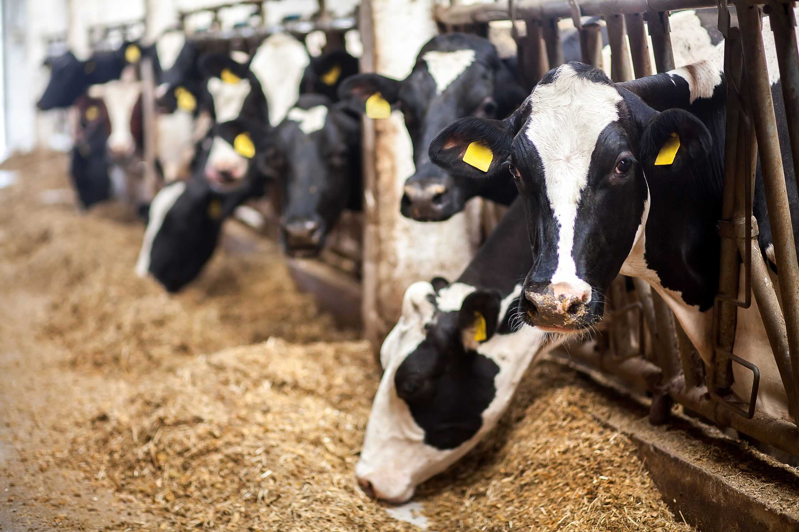 Animal Feed Market Scenario, Global Analysis By International Prestigious Players, Industry Demand, and Trends by Forecast 2030
