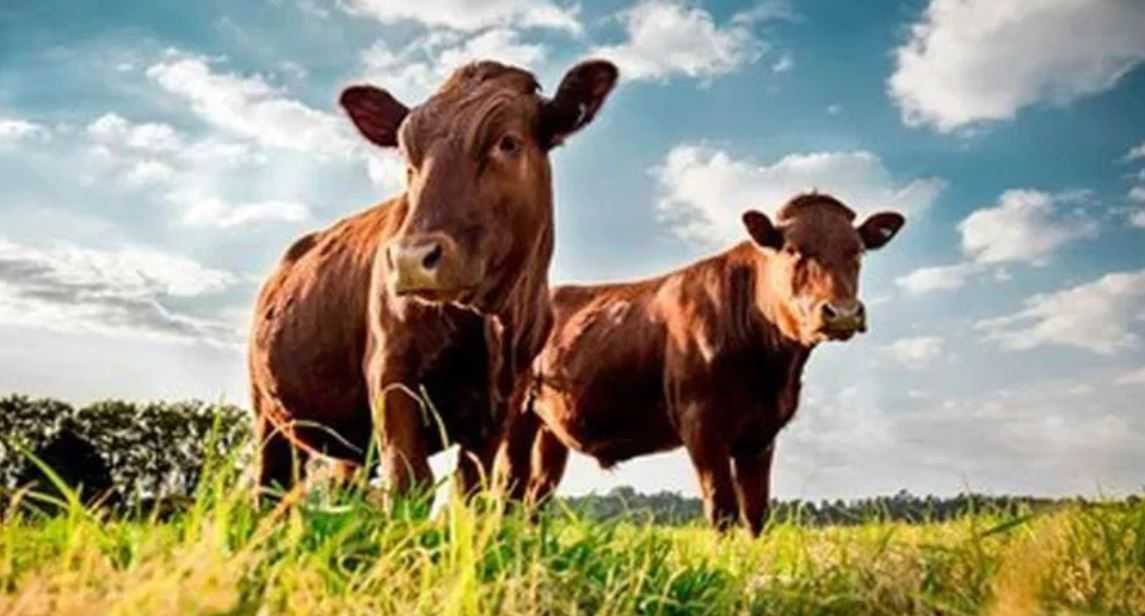 Shelter 10 Cattle Each To Rein In Their Menace